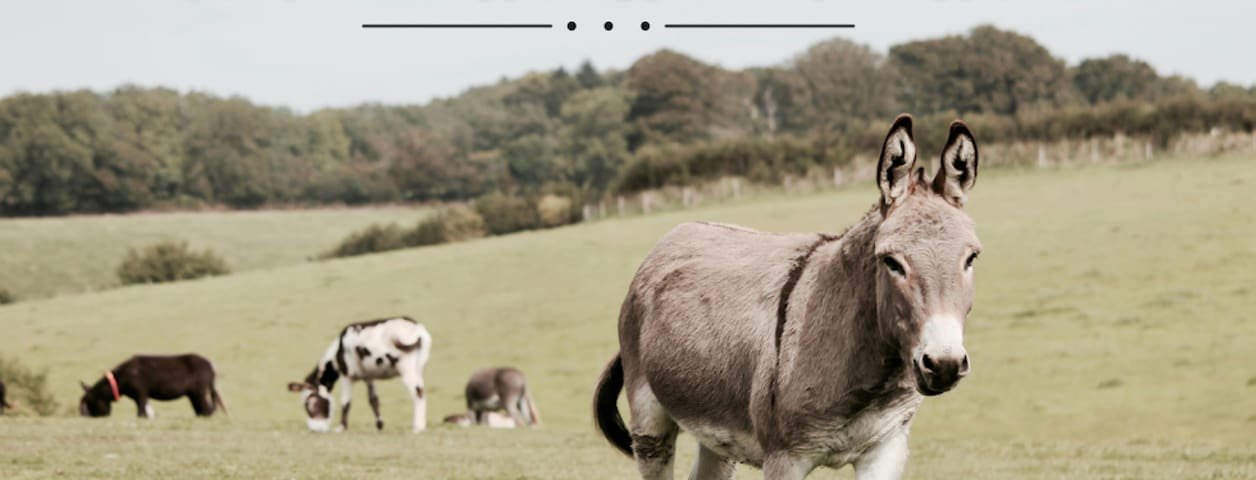 Virlandia Donkey Land near Sky Cabins Ranch and Tbilisi
